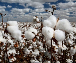 Organic cotton – Điều gì tạo nên sự khác biệt ?